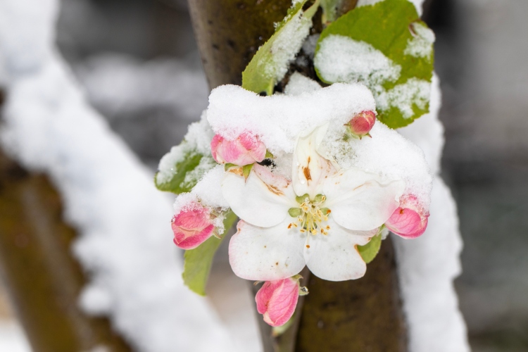 Klímasokk tavaszi fagykár.
