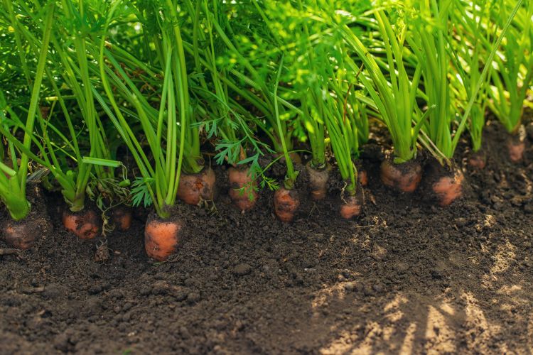 Holland sárgarépa termesztés szántóföldön