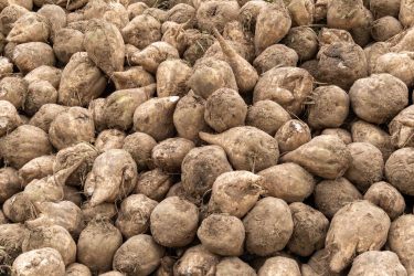 Betakarított cukorrépa a földön.