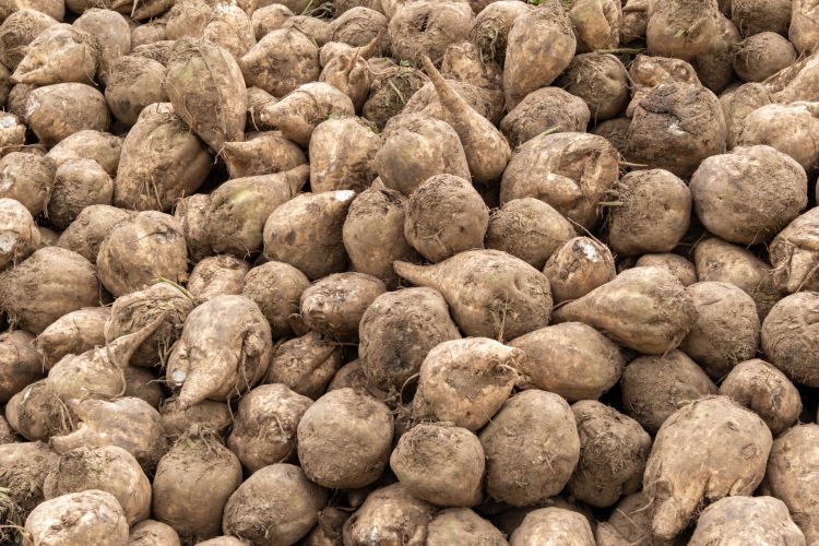 Betakarított cukorrépa a földön.
