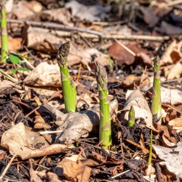 Spárgahajtások a tavaszi talajban.