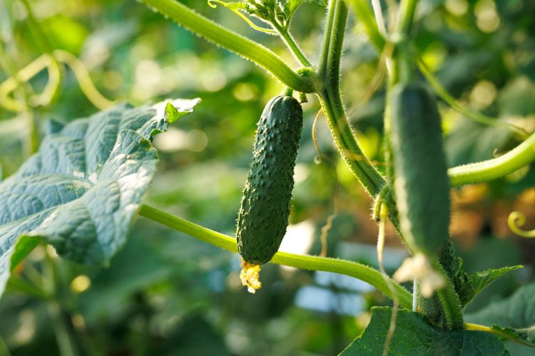 Friss uborka a hajtáson.