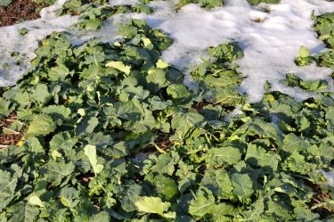 Tél végi repceállomány ellenőrzése