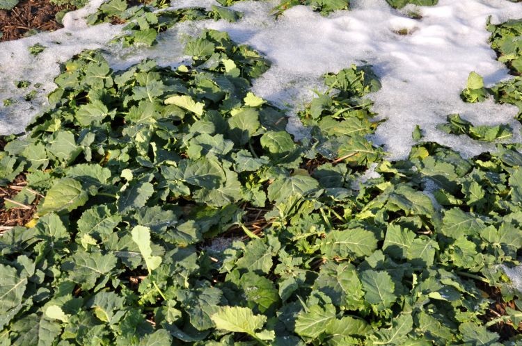 Tél végi repceállomány ellenőrzése