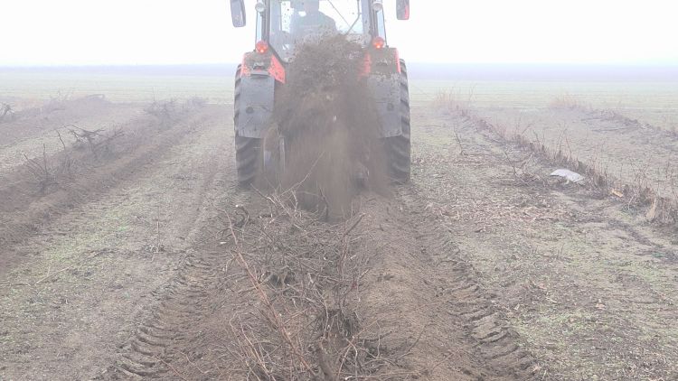 Tőkekiszedés után új ültetvény – megújul a Szőke Pincészet