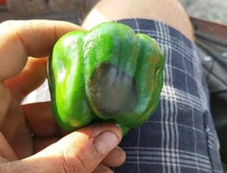 Csúcsrothadás fejlődő pritamin termésen