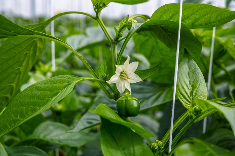 Paprika virágzás és terméskötés