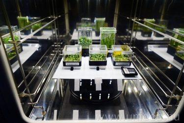 Űrnövények a Biodrome kamrában