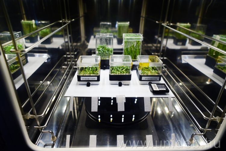 Űrnövények a Biodrome kamrában