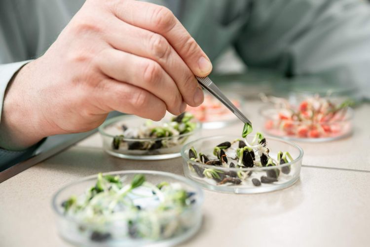 Csírázó vetőmagok laboratóriumi vizsgálata