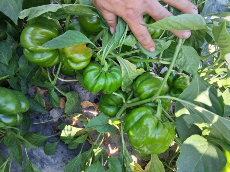 Tömeges terméskötés időszaka paprikában