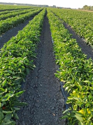 Kiegyensúlyozott paprikatábla lombtakarása