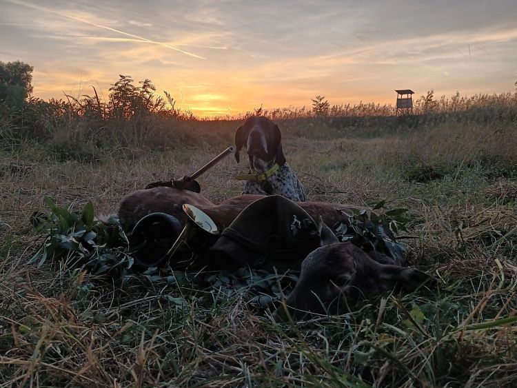 Vaddisznó táblaszéli kárkockázat