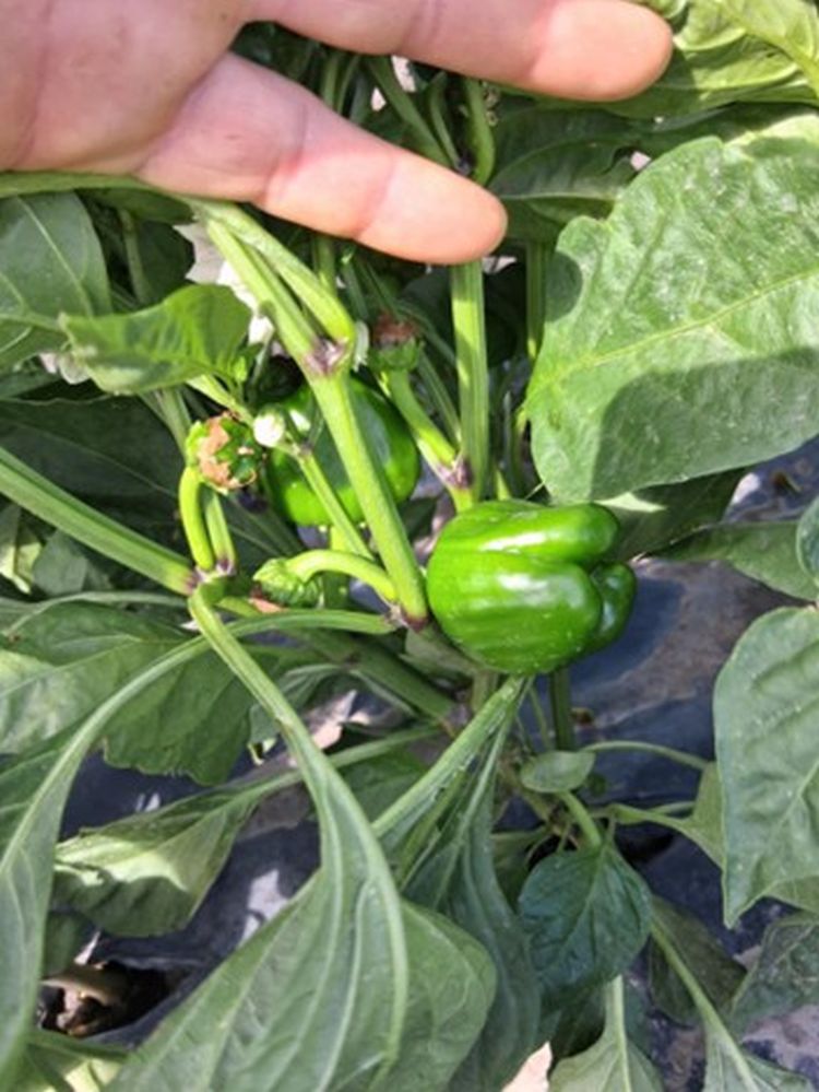 Terméskötés és növekedési egyensúly