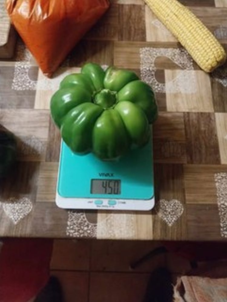Óriási méretű paprikabogyó