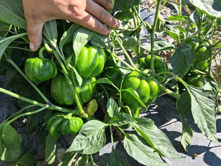 Terméspotenciál csúcsa kötésekkel