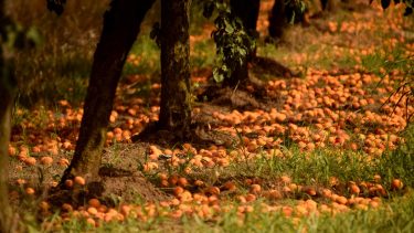 lehullott, betakarítatlan gyümölcs egy hazai kertészetben