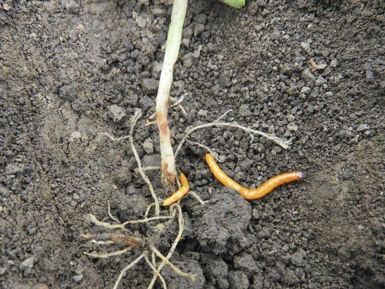 Drótféreg napraforgóban (Fotó: Hechta)