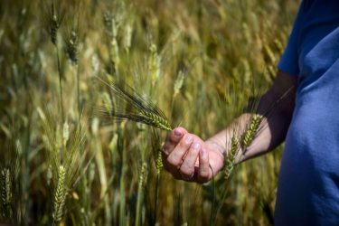 Ősgabona a szántóföldön