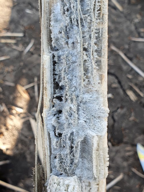 Hamuszürke szárrothadás napraforgón