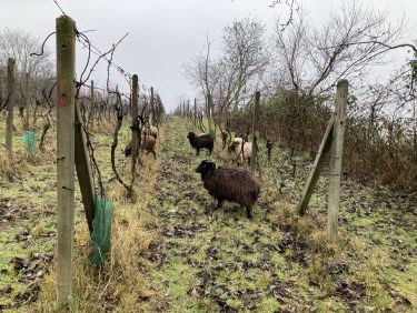 Szőlő ültetvényben legelő alacsony testű juhok a projekthez kapcsolódó szlovák gazdánál.