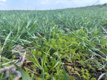 Gyomokkal fertőzött búzaállomány a tavaszi gyomirtási időszakban.