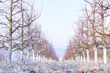 Hótakaró a gyümölcsösben télen
