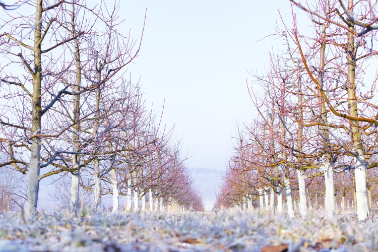 Hótakaró a gyümölcsösben télen
