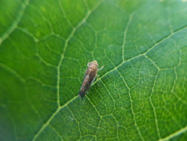 Kifejlett szőlőkabóca gyors terjedése