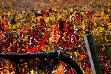 szőlőlevelek ősszel, szüret után