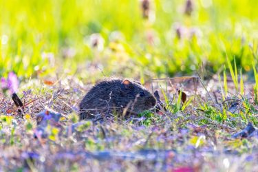 Mezei pocok járatnyílása és kárnyomok szántóföldi növényállományban közelről.
