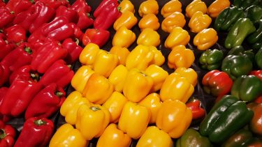 Színes paprika az exportpiacon