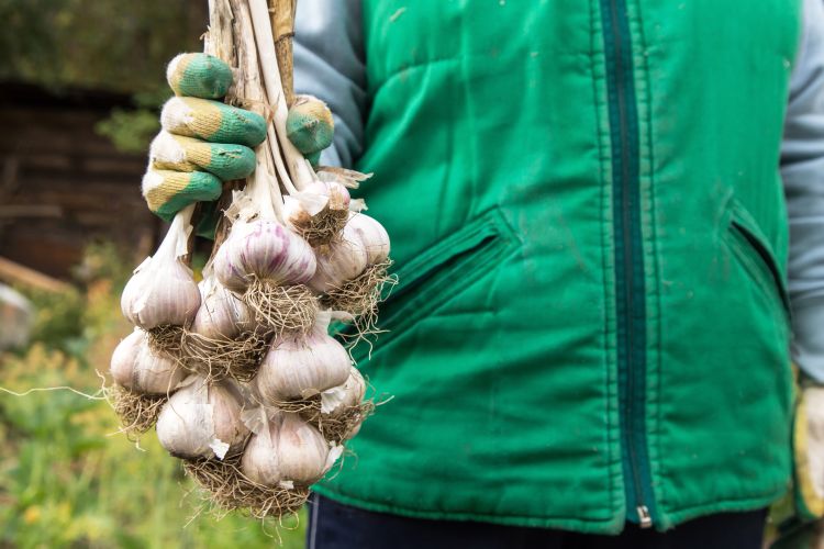 Vészjelzést adott le az európai fokhagymaágazat