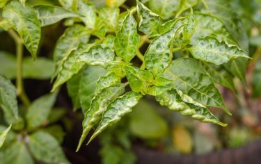 Paprikatripsz tünetei paprikán