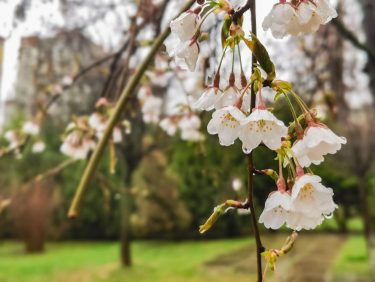 Csapadék a tavaszi virágzásban