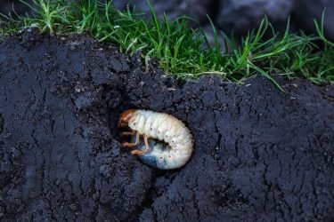 Pajor okozta tavaszi kár