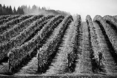Szőlőültetvény Zalában zárlat alatt