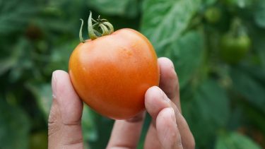 Uniós paradicsom versenynyomás alatt