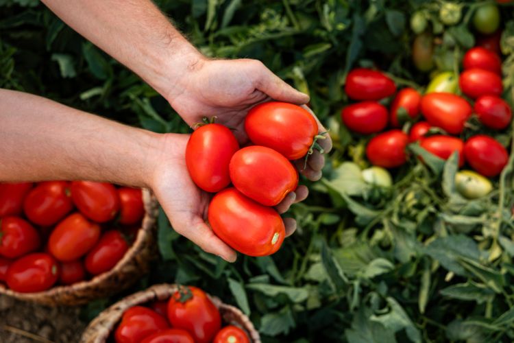 Prémium paradicsom kézi szedése