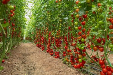 Holland paradicsom az üvegházban