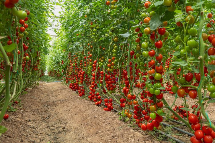 Holland paradicsom az üvegházban