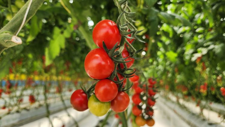 Paradicsom az automatizált üvegházban