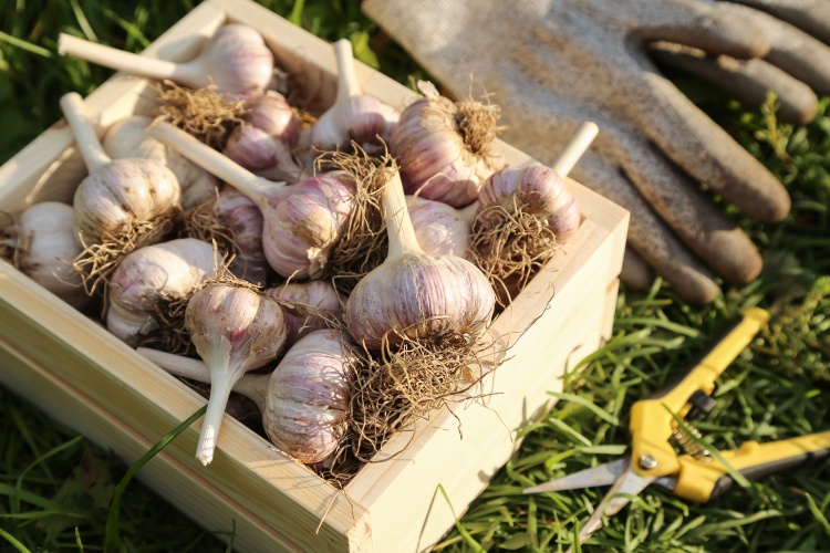Kínai fokhagyma: árban verhetetlen, kvótában szűk