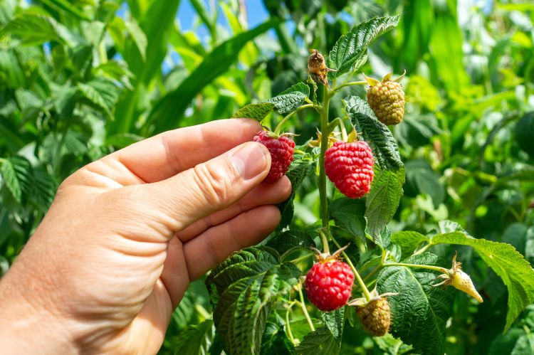 Málna szedése kézzel a kertben