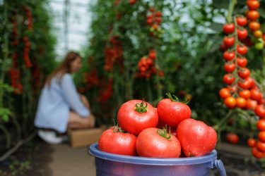 Paradicsom betakarítás üvegházban