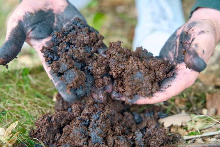 Bioszén javítja a talajt