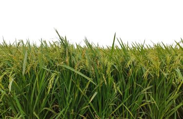 Évelő rizs a szántóföldön