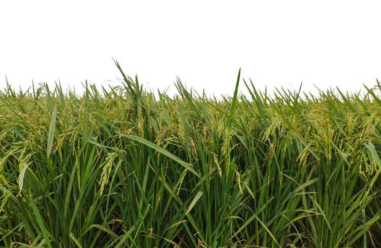 Évelő rizs a szántóföldön