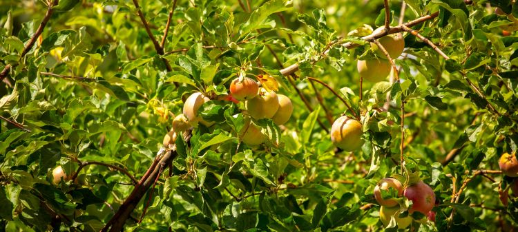 Fordulóév jöhet az almánál