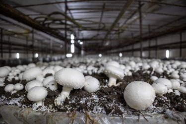 Csiperkegomba termesztése zárt térben